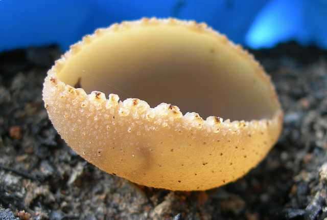 Una peziza nel sacco e altre specie primaverili